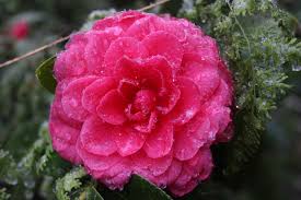 앨라배마 운전면허증에 ‘꽃 표시’ 추가될까… 비가시적 장애인 위한 법안 발의