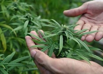 트럼프, 대마초 규제 대폭 완화…“헤로인급서 내려왔다”