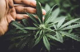 앨라바마, 마침내 의료용 대마 판매 허가…2026년 봄 첫 시판