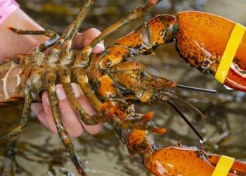 “산 채로 삶으면 범죄” 영국, 바닷가재·문어 조리법 전면 손본다