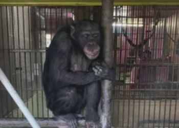 모빌카운티 주택가에 침팬지 15마리?… 올해 두 번째 ‘원숭이 소동’