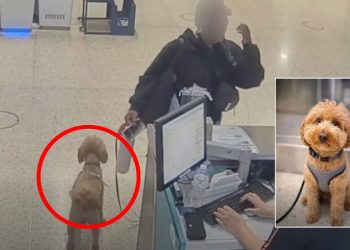 “개 못 타면 그냥 두고 갈게요”…공항에 반려견 버리고 출국 시도