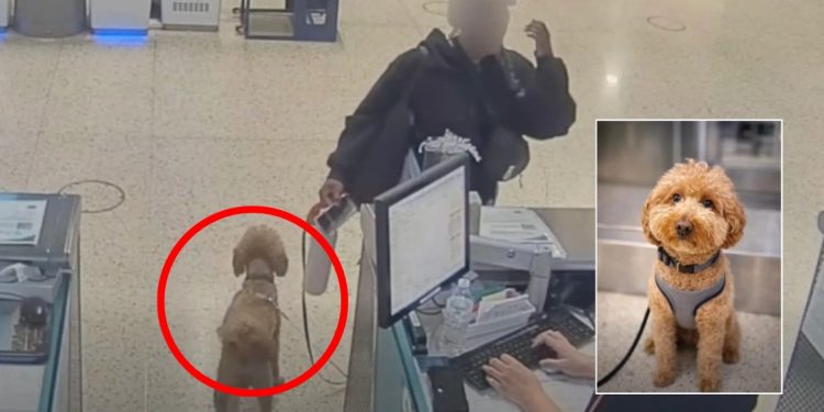 “개 못 타면 그냥 두고 갈게요”…공항에 반려견 버리고 출국 시도