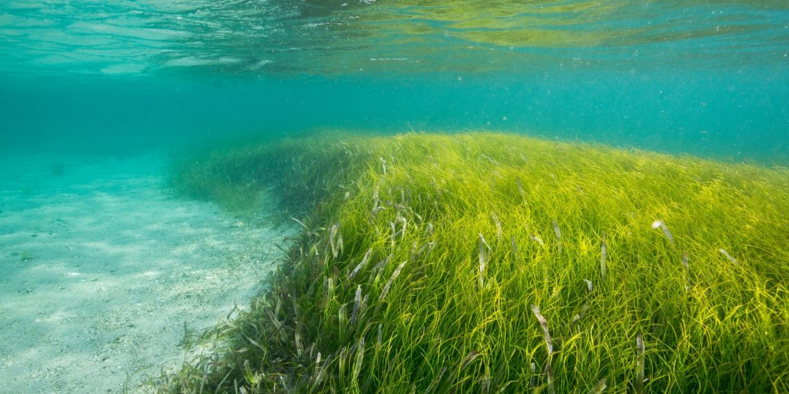 앨라배마, 해초 복원 태스크포스 신설 법안 통과