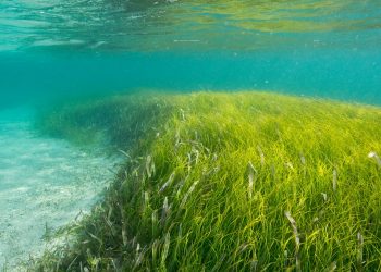 앨라배마, 해초 복원 태스크포스 신설 법안 통과