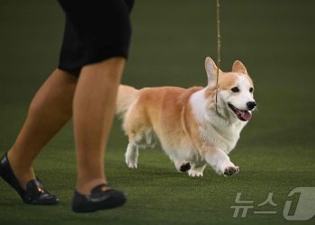 “1만6000년 전부터 함께였다”…개, 인간과 공존 시기 앞당겨졌다