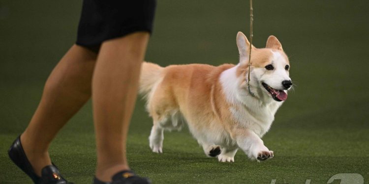 “1만6000년 전부터 함께였다”…개, 인간과 공존 시기 앞당겨졌다