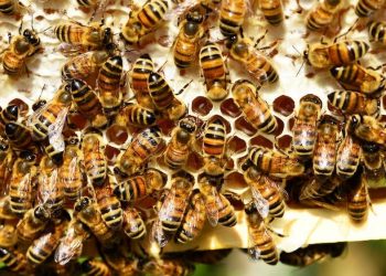 “지역 꿀을 사면 농업도 살아난다”…앨라배마 양봉업 지원 효과