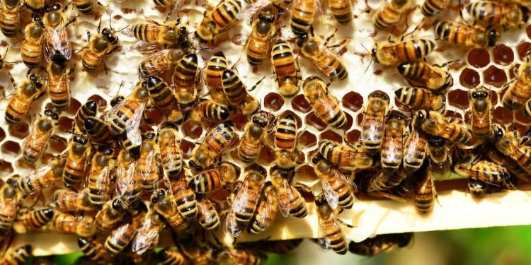 “지역 꿀을 사면 농업도 살아난다”…앨라배마 양봉업 지원 효과