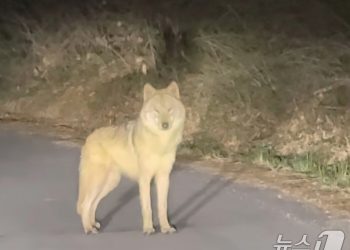 잡힐 듯 놓쳤다…‘탈출 늑대’ 늑구, 포위망 뚫고 도주
