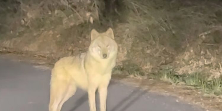 잡힐 듯 놓쳤다…‘탈출 늑대’ 늑구, 포위망 뚫고 도주