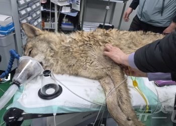 “도망간 늑대 드디어 잡혔다”…10일 추격 끝 ‘늑구’ 포획