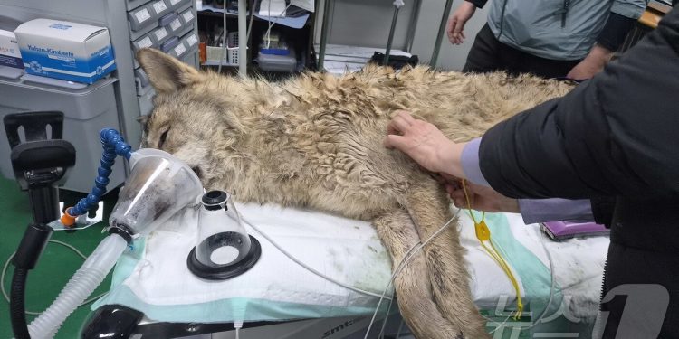 “도망간 늑대 드디어 잡혔다”…10일 추격 끝 ‘늑구’ 포획