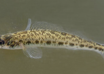 “멸종 직전인데 방치?”…앨라배마 물고기 두고 美정부 소송
