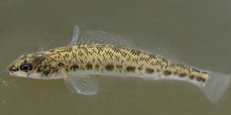 “멸종 직전인데 방치?”…앨라배마 물고기 두고 美정부 소송