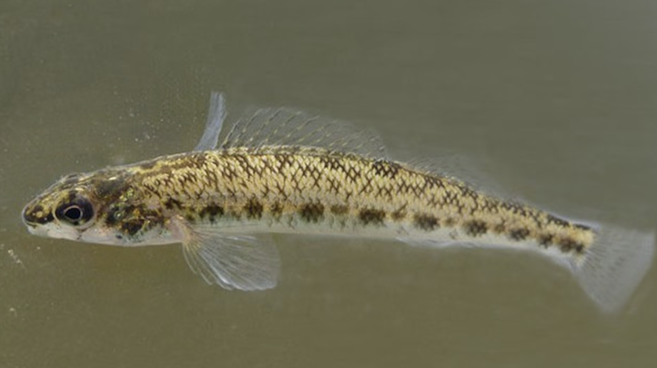 “멸종 직전인데 방치?”…앨라배마 물고기 두고 美정부 소송