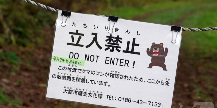“곰 공포 시즌 돌아왔다”…일본서 올해 첫 사망자 발생