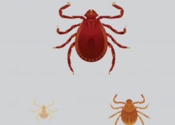 앨라배마서 처음 발견된 ‘아시아 긴뿔진드기’ 비상…반려동물·가축 건강 경고