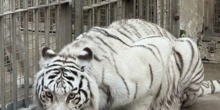 인기 백호의 비극…사육사 실수로 같은 우리 넣었다가 결국 참변