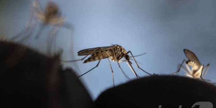“맥주 마시면 모기에 더 잘 물린다”…과학자들이 밝힌 모기의 표적 선택법
