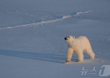 뱃고동 울려 잠든 북극곰 깨웠다가…노르웨이서 벌금 750만원