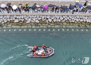 부산에 갇힌 상어 ‘부캉이’, 세계가 주목한다